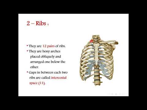 The thorax Anatomy ( part 1 )