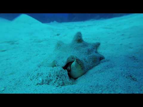 Little Cayman Scuba Diving Bloody Bay Wall 4k