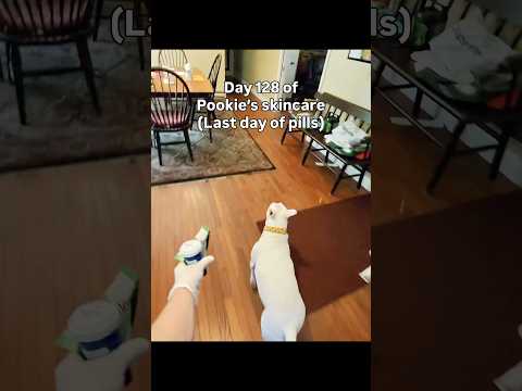 Day 128 and no more pills for Pookie! #dogskincare #doghealth #skincare #memes #funny #dogshorts