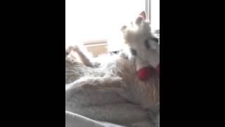 Puppy Loves Lambchop