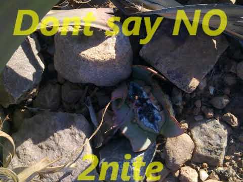 Don't say No 2nite  by  Lionel Fire