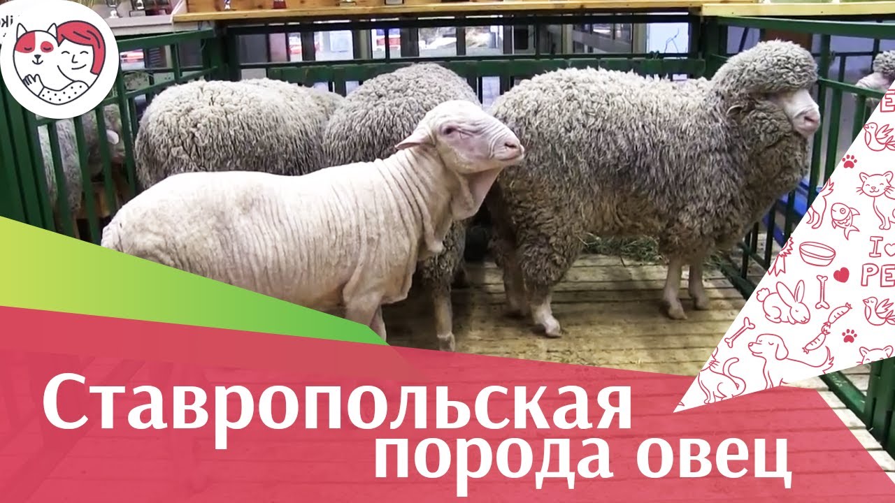 БАРАНЫ ПОРОДА СТАВРОПОЛЬСКАЯ Агропромышленная выставка Золотая осень 2016 iLikePet