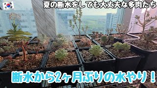 【多肉植物】2ヶ月ぶりの水やり!水がほしいっと多肉たちが叫んでいました【ベランダタニラー】