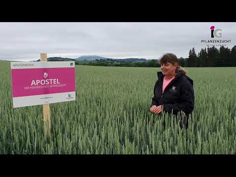 Winterweizen APOSTEL A - Der kerngesunde Ertragsbote