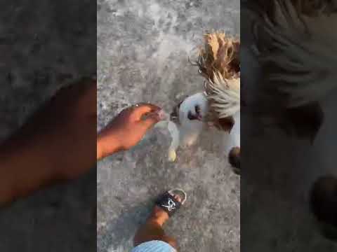 Rambo the cocker spaniel