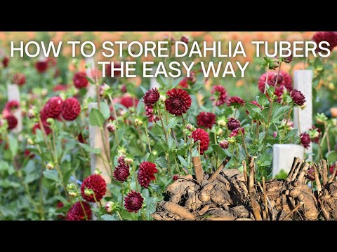 , title : 'How to Dig and Store Dahlia Tubers // Storing Dahlia Tubers "Dirty" in Brown Bags & Cardboard Boxes'