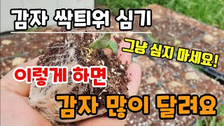 감자심는방법 2가지 감자싹과 뿌리키워 심는방법 이렇게 하면 감자 수확 많이 할 수 있습니다 두백감자 홍감자