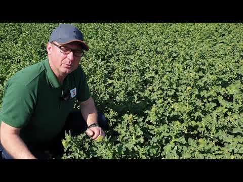 KWS Raps Storys 2020 - Rapsglanzkäfer