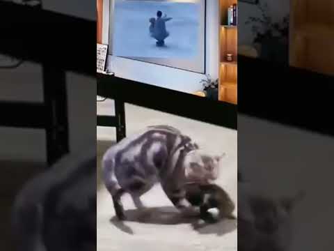 Wow || so cute || 😻❤️