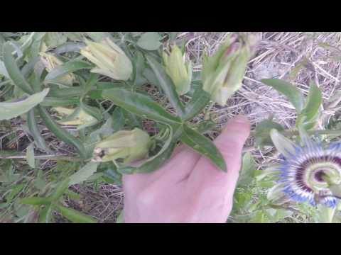 GMJ Erbe 07 16 Passiflora caerulea (Fiore della passione)