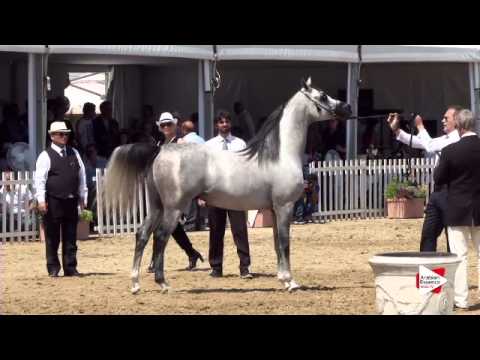 N.133 PEACE FROM DESERT - Menton 2015 - Stallions 4 to 7 years old (Class 9)