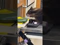 Cat Screaming At A Vet Clinic Original Meme Video Cat Memes Originalmeme Screaming