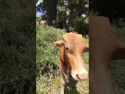 Ganadería, San Rafael del Norte, Jinotega, Nicaragua. #ganadería #Nicaragua #campo