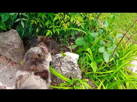 Storie di Campagna - I polli nel giardino ed Arturo in cerca di lucertole