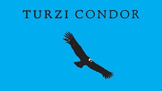 Turzi - Condor (Official Audio)