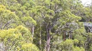 preview picture of video '360 - Valley of the Giants Tree Top Walk Denmark in Australia's south west'