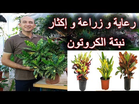 , title : 'العناية الكاملة بنبتة الكروتون من زراعة و ري و تسميد و إكثار, Caring for Croton Plants'