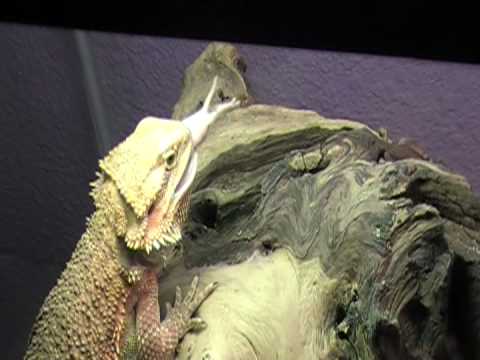 Niblez eats killa food