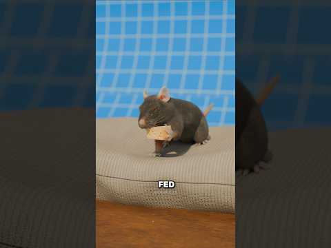 The Drowning Rat Experiment 😱🐭