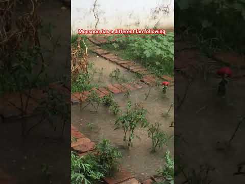 Refreshing  #wowdiary #ytshorts #dehradunvlogger #wow diary