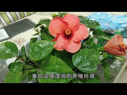 朱瑾花語