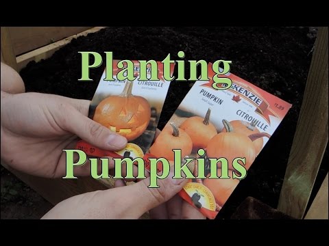 download lagu mp3 mp4 Small Pumpkin Seeds, download lagu Small Pumpkin Seeds gratis, unduh video klip Small Pumpkin Seeds