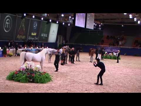 Memories of Aachen 2019 - All Nations Cup - Part 10 - Class 12 - Stallions, 11 Years & over