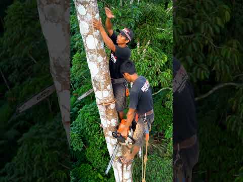 wow skill chainsaw‼️#chainsaw #wood #automobile #woodworking #bandsaw#goodjob#senso#woodscraft