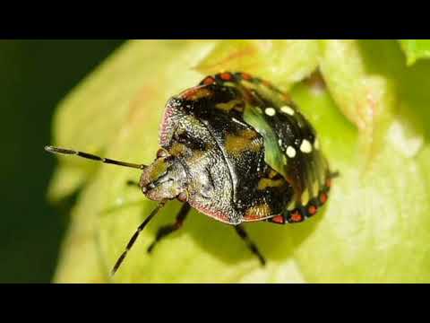 KAKO DA SE REŠITE SMRDIBUBA U BAŠTI ,ISPRED ULAZNIH VRATA I NA TERASAMA