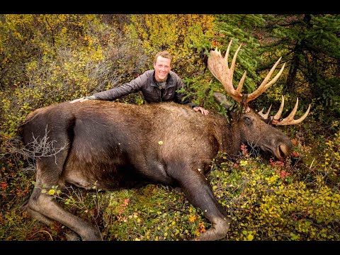 CERVIDAE - A Solo Alaska Moose Hunt