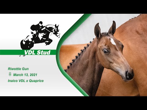 Riwottie Gun - Filly - Inaico VDL x Quaprice