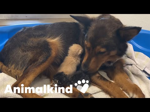 Kittens heal mama dog's heartbreak | Animalkind