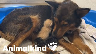 Kittens heal mama dog&#39;s heartbreak | Animalkind