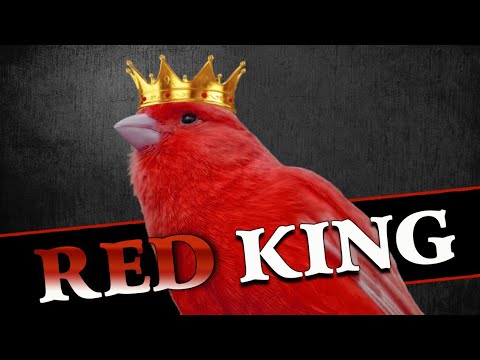 Red CANARY 12h Training Song