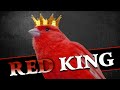 Red CANARY 12h Training Song