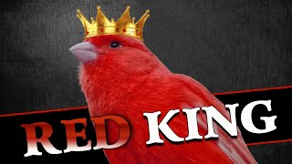 Download lagu Red CANARY 12h Training Song mp3 Download lagu Red CANARY 12h Training Song mp3