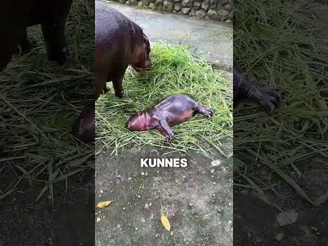 Tämä eläintenhoitaja rakastaa hippojen härnäämistä 😂❤️