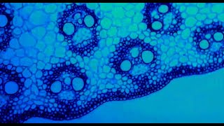 Microscope Wonders: Corn Stem Cross Section