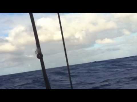 Pegasus-MotionX, Philippe Kahn, Pacific Cup 2010 - Trade Winds