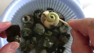 NZ半自給自足生活 磯のB級グルメ!エナメルスガイを食べる!!