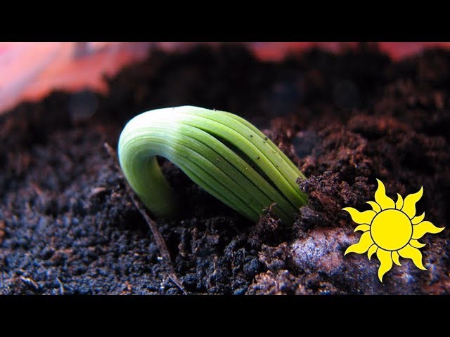 Pronunție video a Pinus pinea în Engleză Pronunție video a Pinus pinea în Engleză
