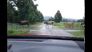 preview picture of video 'Why did the cow cross the road?'