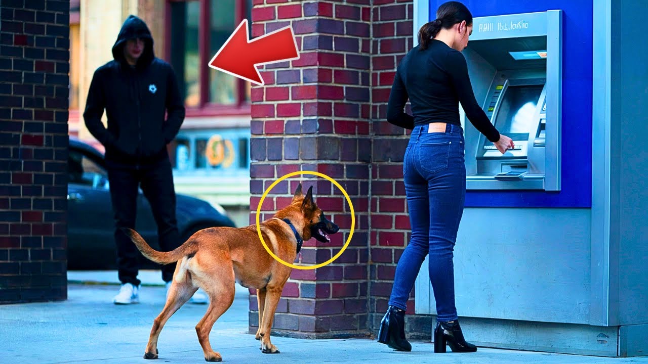 Ladrón ATACA a una mujer en el CAJERO automático, PERO EL NO SABÍA QUE SU PERRO ESTABA ENTRENADO...