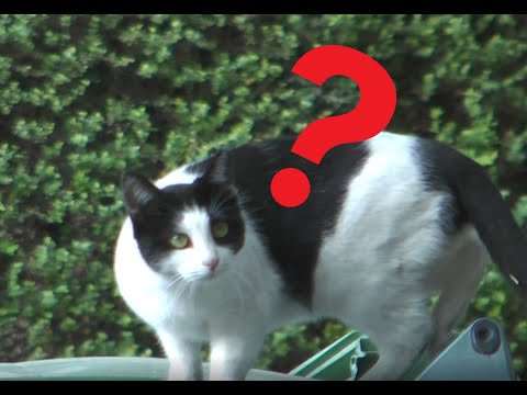 Kikar Shlomo Asaf Cats