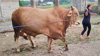 Download lagu CALON MONSTER NON POEL dari BLITAR UTARA mp3 Download lagu CALON MONSTER NON POEL dari BLITAR UTARA mp3