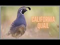 California quail call & sound!