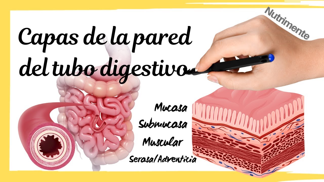 CAPAS de la PARED del TUBO DIGESTIVO [Mucosa, Submucosa, Muscular Externa y Serosa/Adventicia]