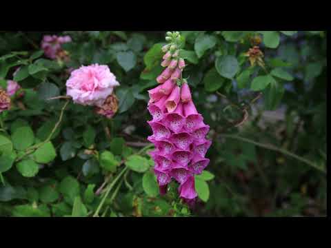 Renates Zaubergarten Juni 2019-Gernsheim-Biebesheim-Frankfurt-München-Wien-Heidelberg-Worms