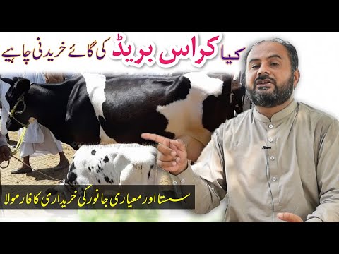 Cross-Breed Cow || Should we purchase Cross-Breeds for Dairy Farming || Cow Purchasing Formula