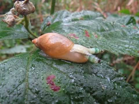 Platworm Leucochloridium paradoxum parasiterend op de Gewone barnsteenslak
